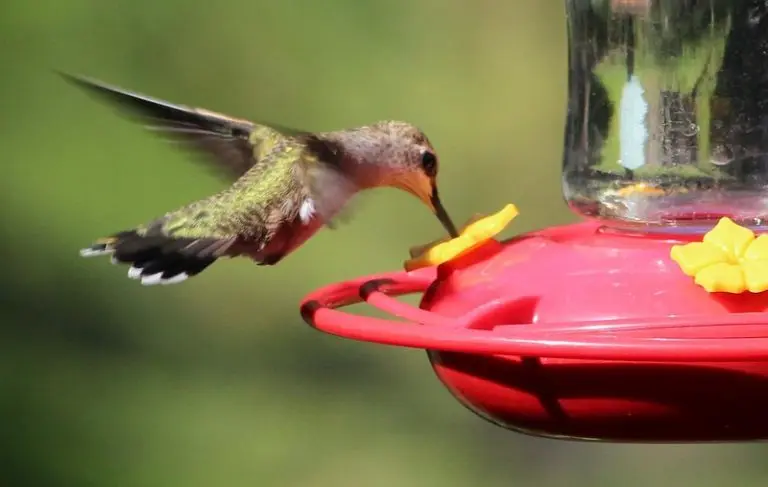 Black chinned hummingbird female