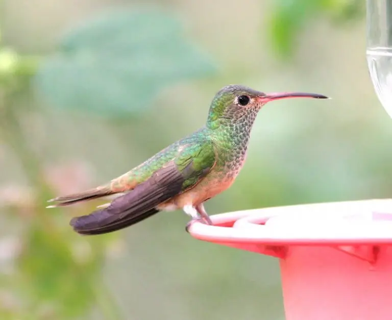 Buff bellied Hummingbird