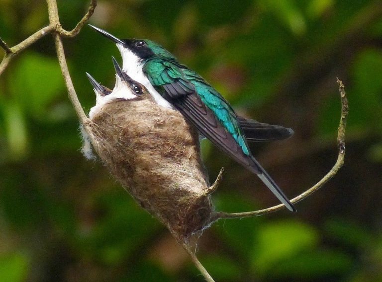 Costas hummingbird nest