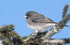 Dark-eyed Junco