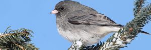 Dark-eyed Junco