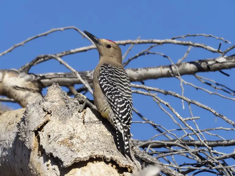 Gila Woodpecker