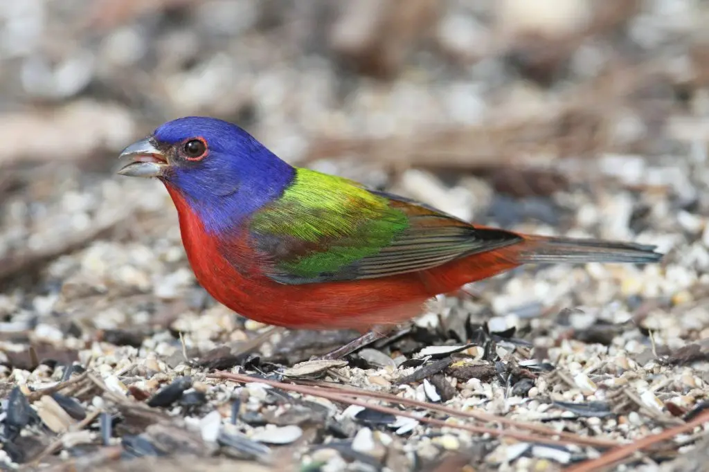painted bunting