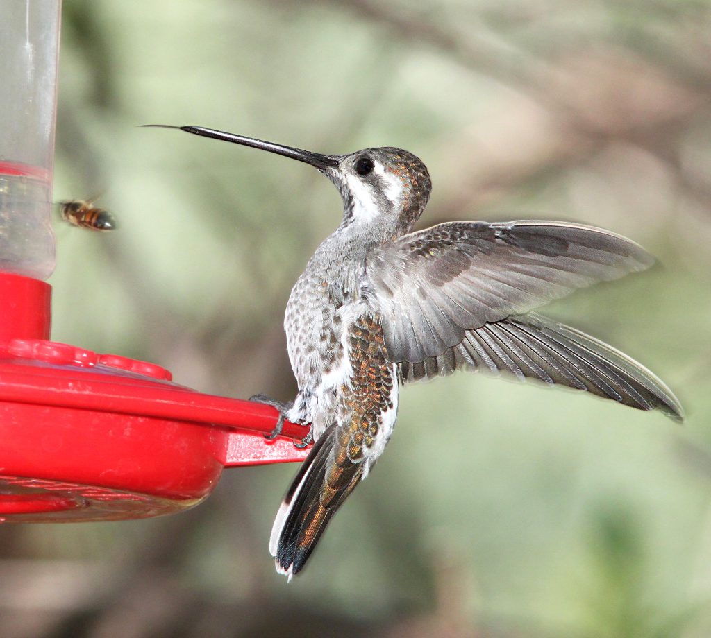 Plain-capped Starthroat