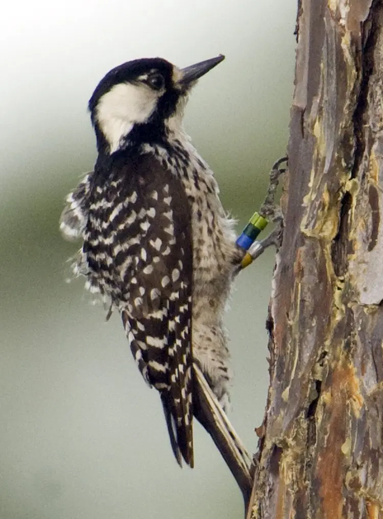 Red Cockaded Woodpecker