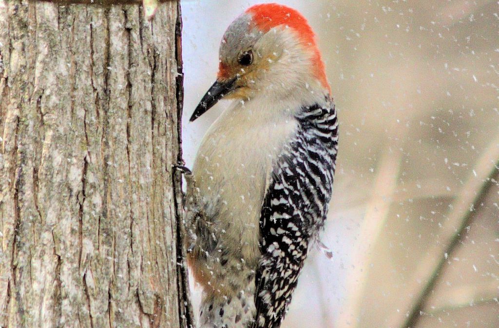 8 Species of Woodpecker in Michigan Bird Advisors