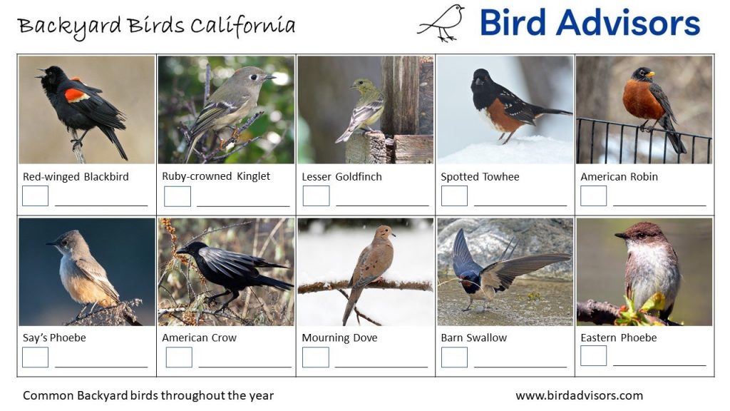 California Bird identification Worksheet chart free printable