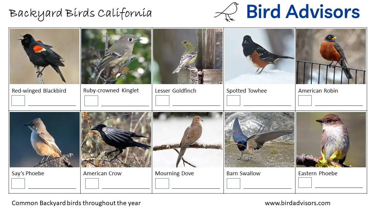 Top 26 Backyard Birds in California (Free ID Chart) Bird Advisors