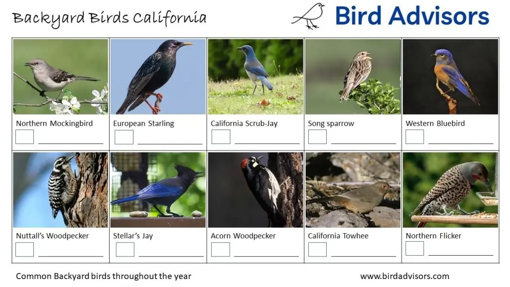 California Bird identification sheet 2 free printable