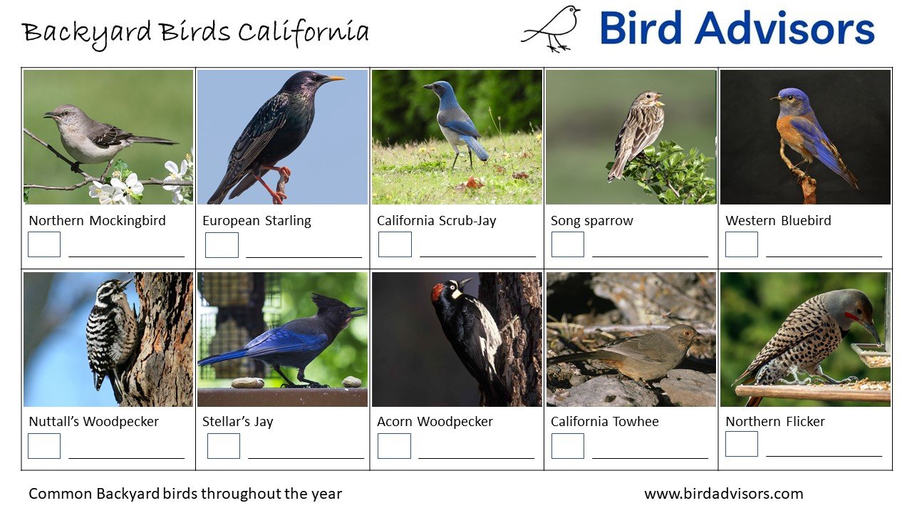 Top 33 Backyard Birds In California (Free ID Chart)