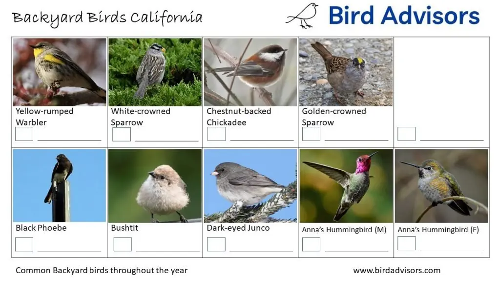 California Bird identification sheet 3 free printable