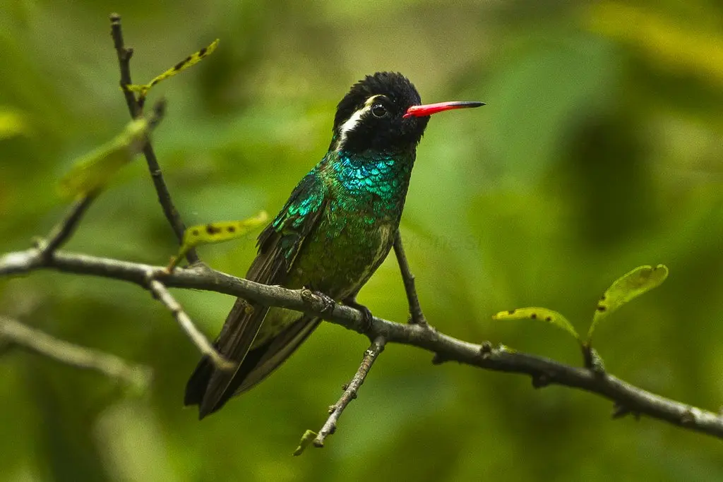 White-eared Hummingbird male