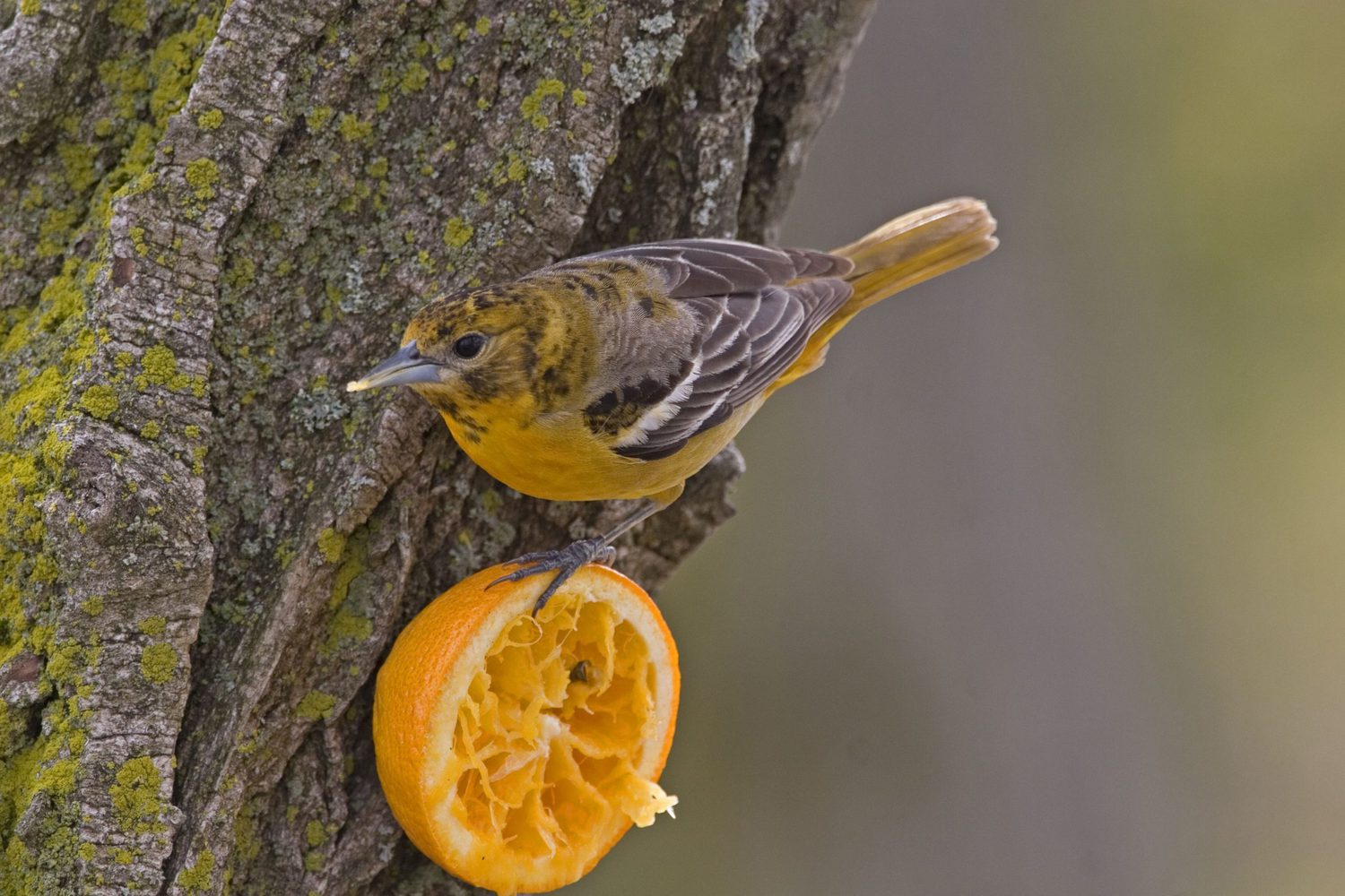 baltimore oriole