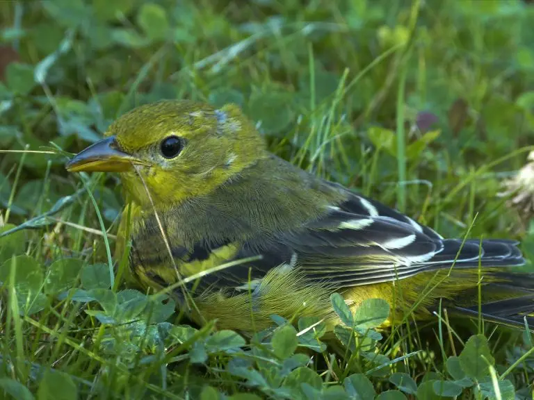 baltimore oriole female