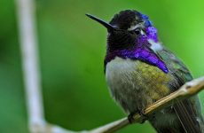 Hummingbirds North America (20 Species ID, Photos)