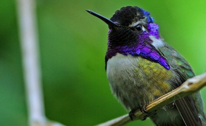 Hummingbirds North America (20 Species ID, Photos)