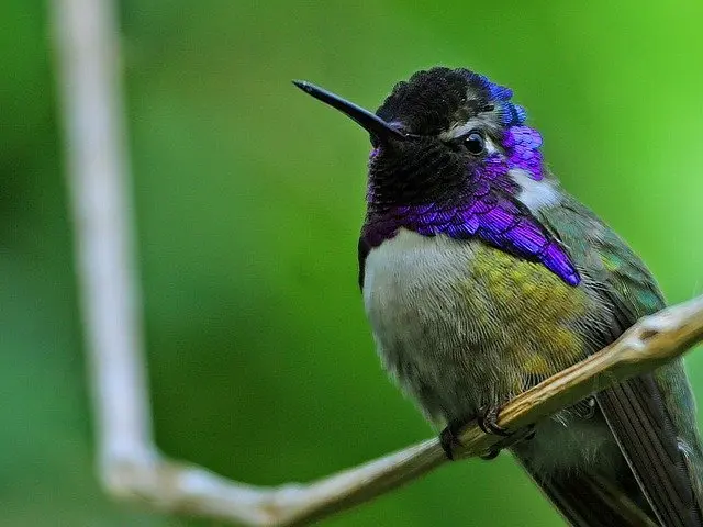 costas hummingbird