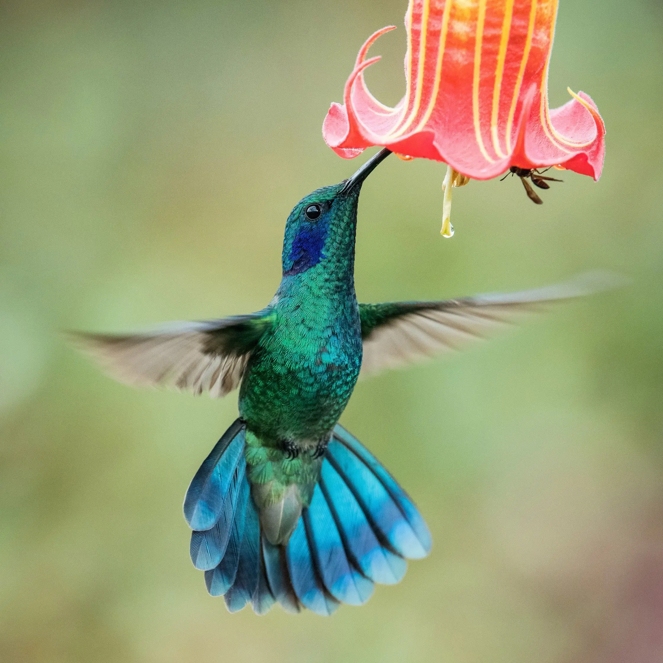 5 espèces de colibris dans l’Iowa – Guide photo et pièce d’identité