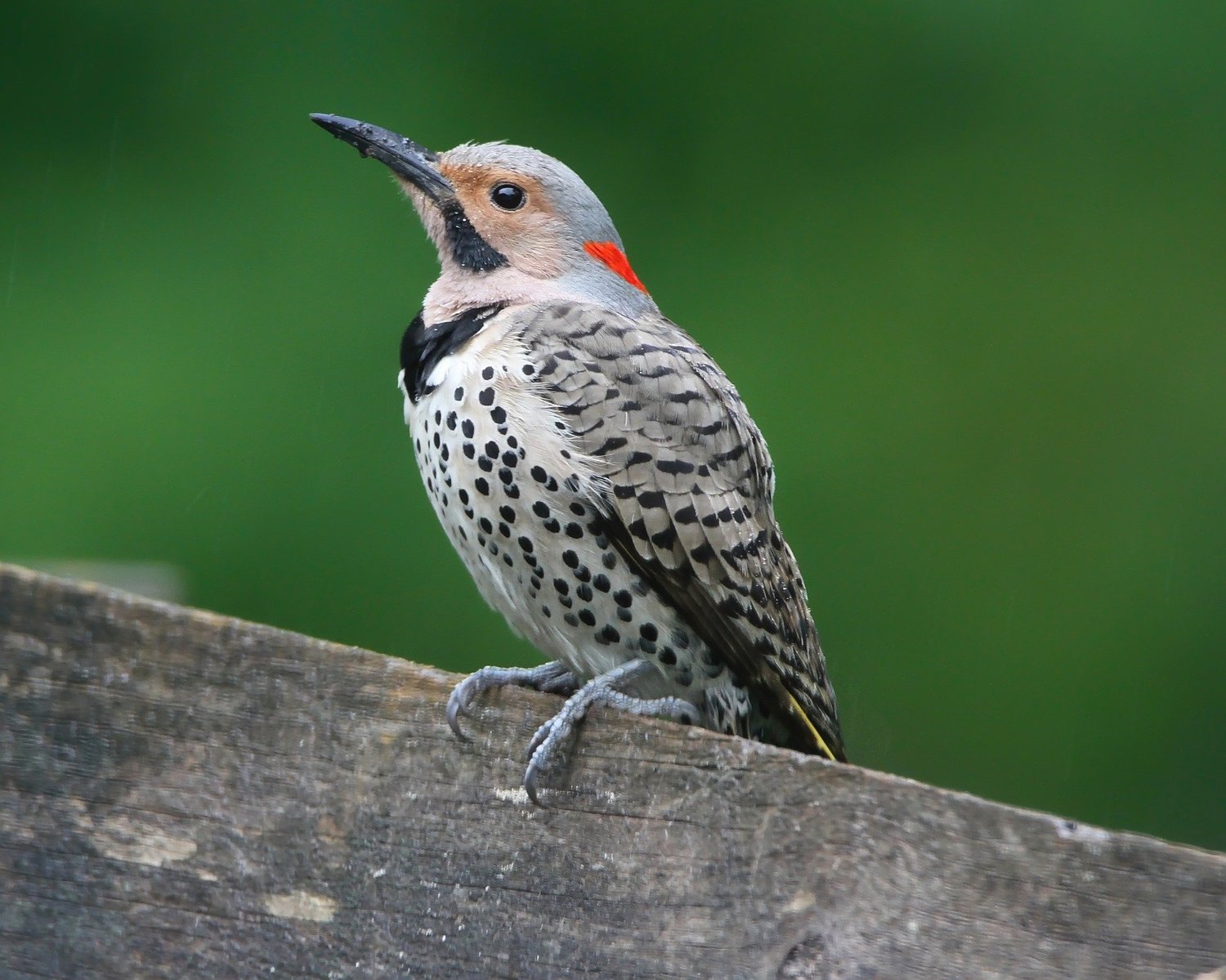 Everything You Need To Know About Woodpeckers In Missouri