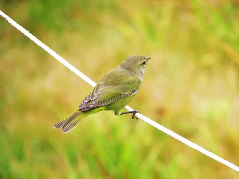 orange-crowned-warbler