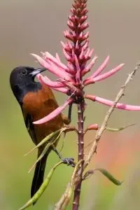 Orchard Oriole male