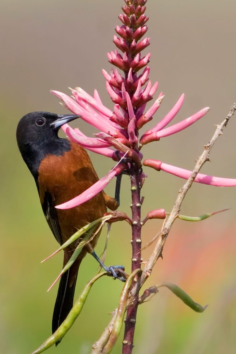 Orchard Oriole male