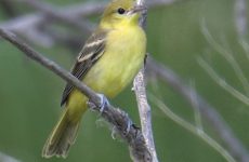 Female Oriole Identification (Picture ID Guide)