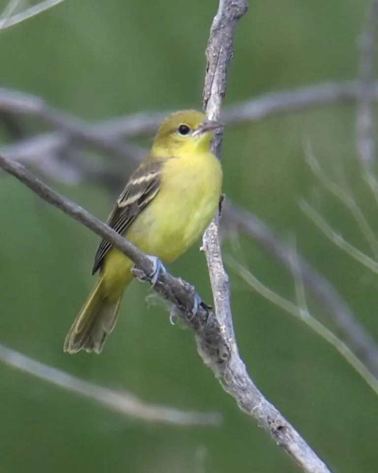 orchard oriole female