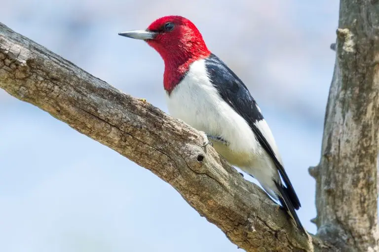 Red Headed Woodpecker