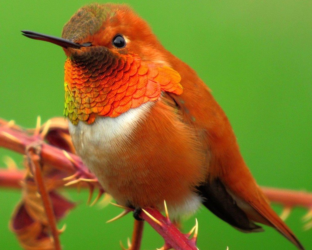 rufous-hummingbird male