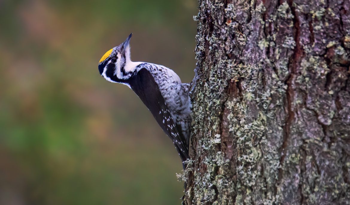 Do Woodpeckers Migrate? Bird Advisors
