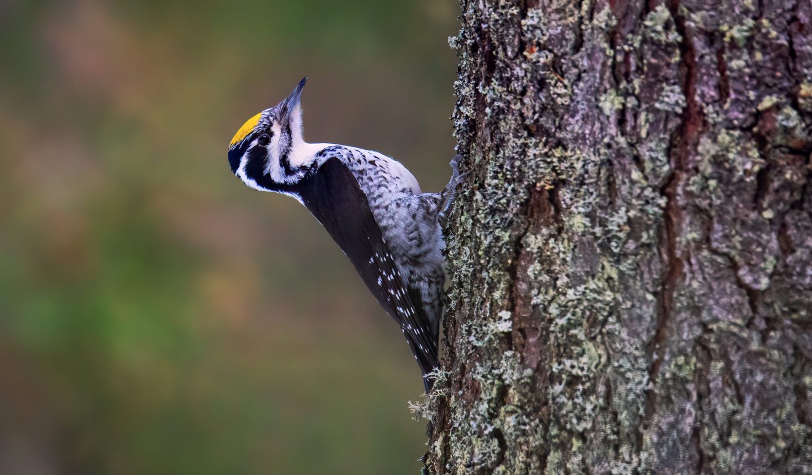 Everything You Need to Know About Woodpeckers in Alberta Bird Advisors