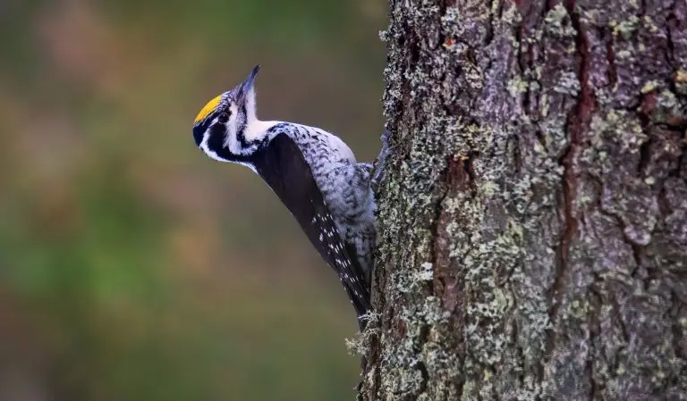 Three toed woodpecker