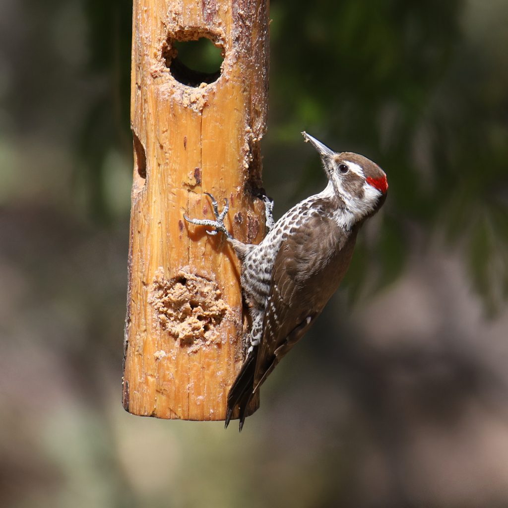 Arizona Woodpecker