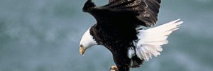 12 Live Eagle Cams (2022/2023) – Watch The Nest Action Now