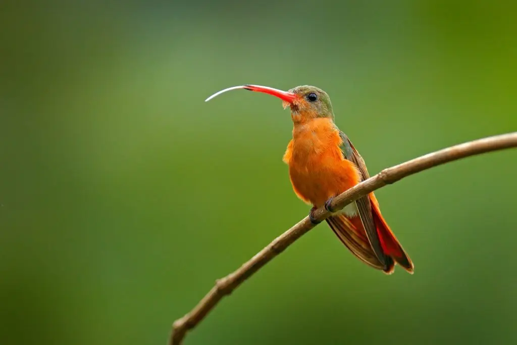 Cinnamon Hummingbird