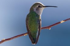 Female Hummingbirds (Facts and Pictures)