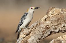 Do Woodpeckers Migrate?