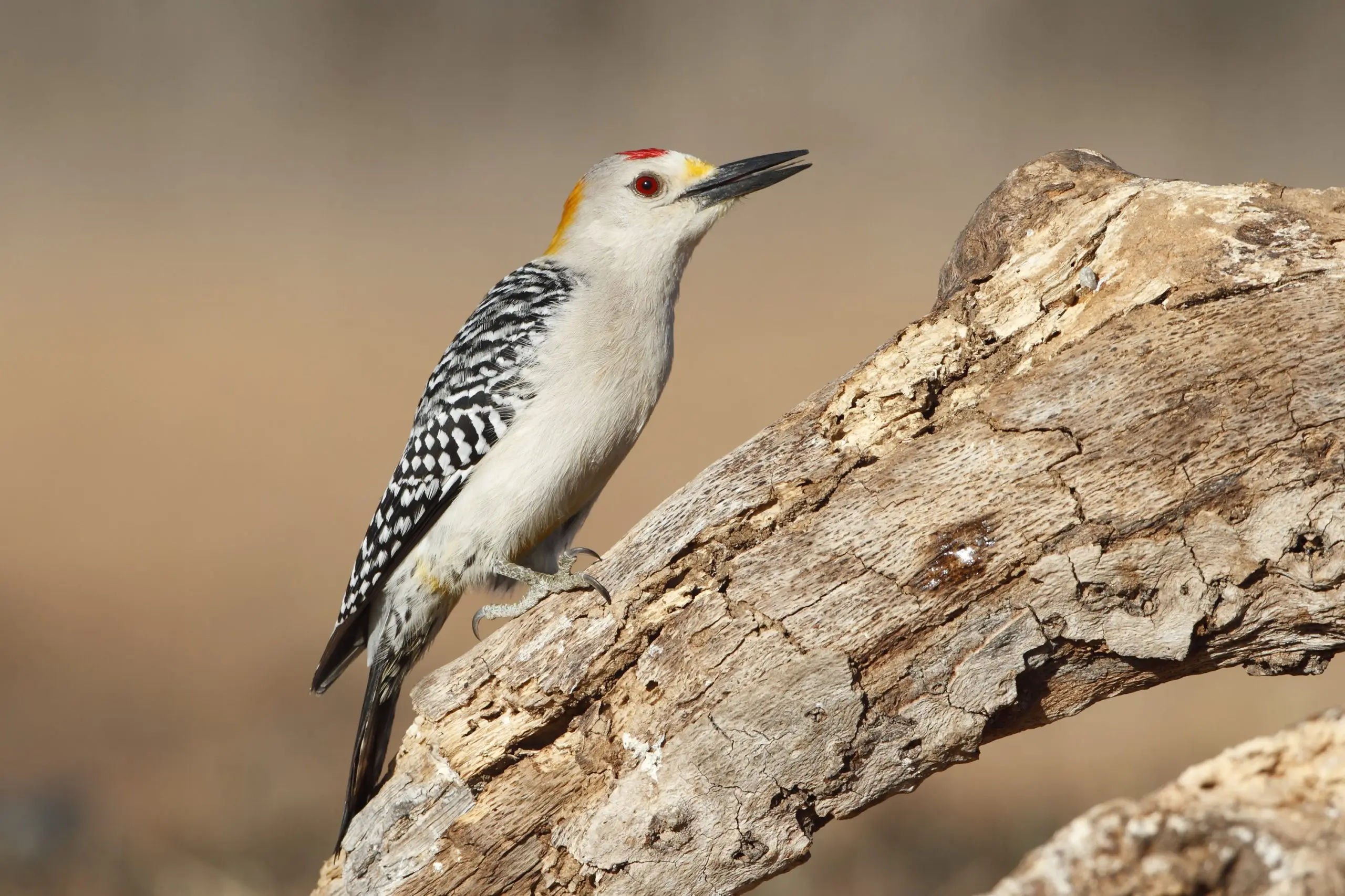 Male Golden-fronted Woodpecker - Texas
