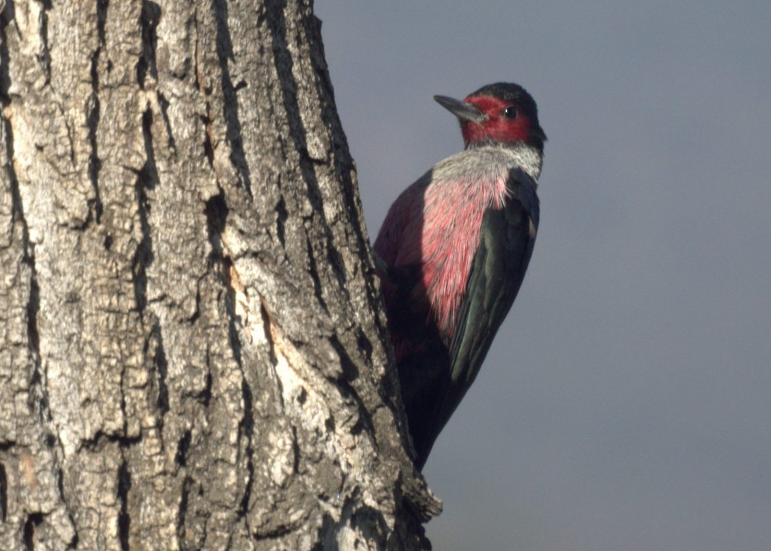 Do Woodpeckers Migrate? - Bird Advisors