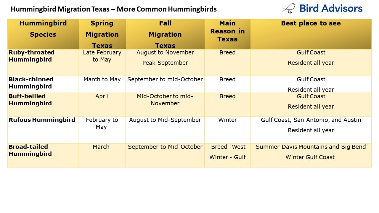 Hummingbird Migration in Texas All Species Bird Advisors