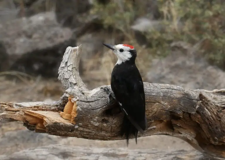 White headed Woodpecker