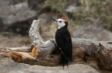 Woodpeckers in California – Picture and ID Guide