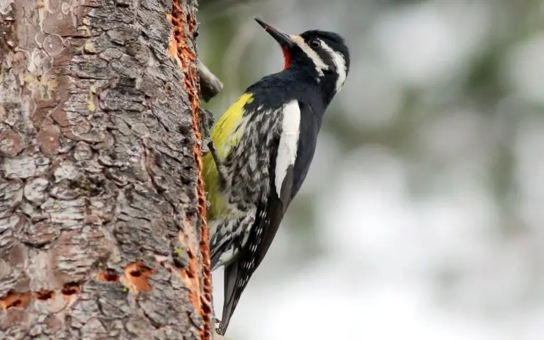 Male Williamson's Sapsucker