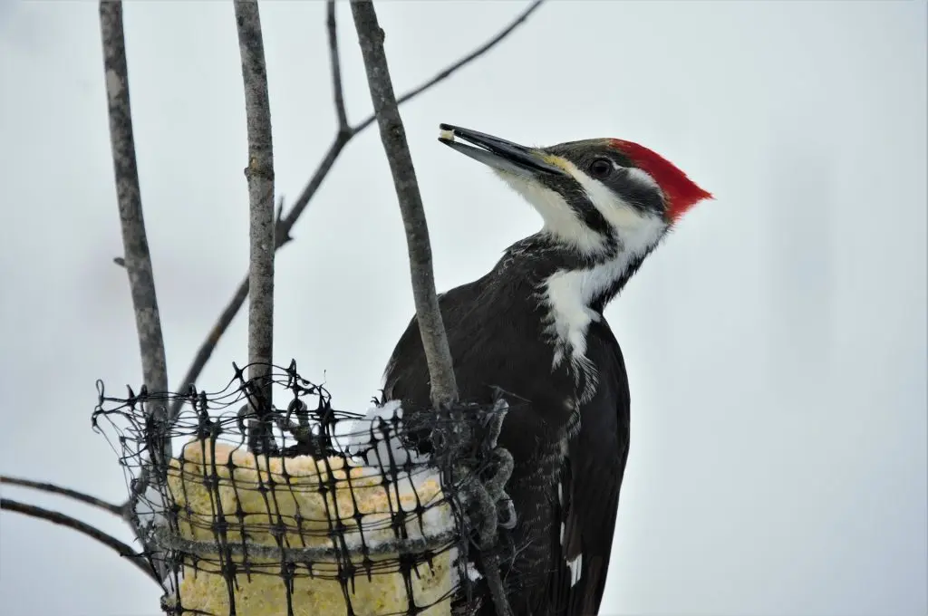 pileated woodpecker female