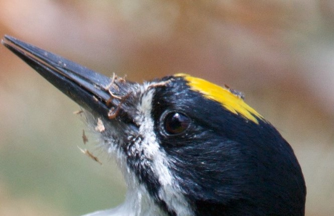 Black Backed Woodpecker