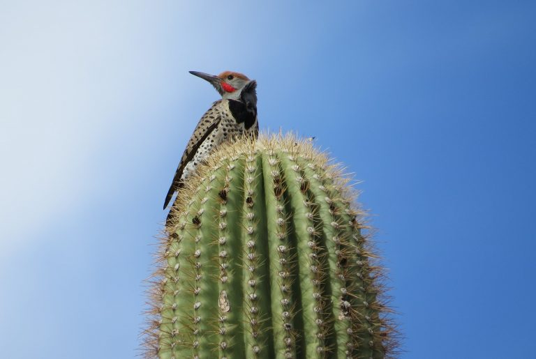 Woodpcekr cacti