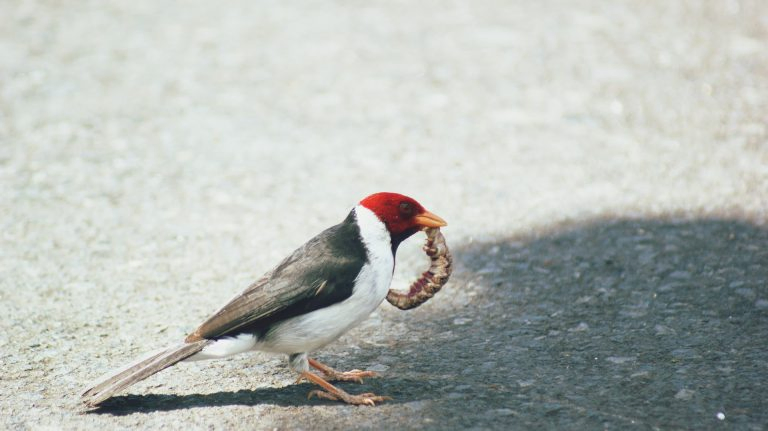 Woodpecker with insect