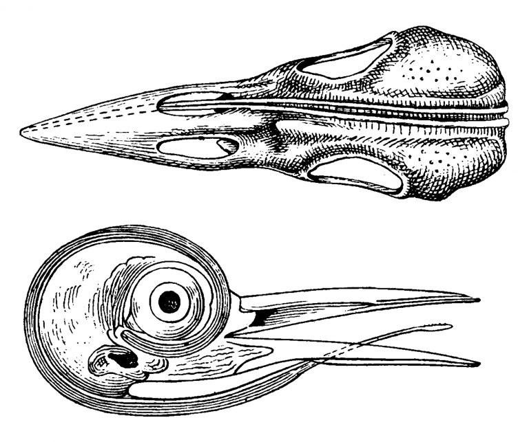 woodpecker skull and tongue