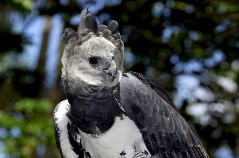 Harpy eagle